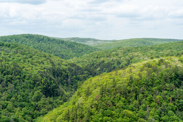 Fototapeta premium Pine Creek Gorge Greenery