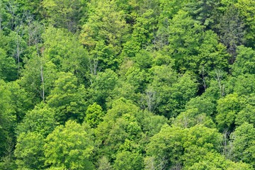 Pine Creek Gorge Hillsides