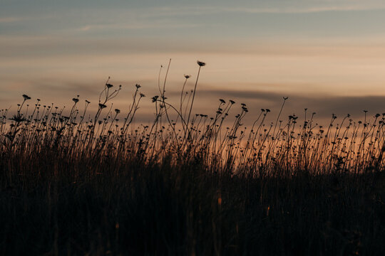 Grass moving in the wind during sunset
