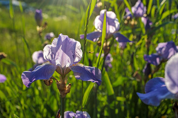 Purple iris flowers growing in spring garden at sunset.