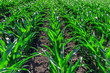 Green field of young corn with clean rows