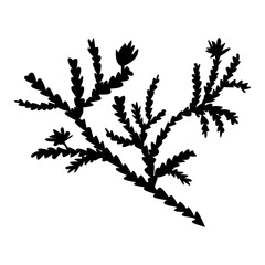 Cedar silhouette in abstract style isolated on white background. Nature vector outline illustration.  Simple background graphic. Design for logo, print, poster, card