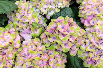 Ornamental shrubs of red and purple hydrangeas and petunias