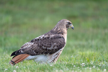 Red Tailed Hawk