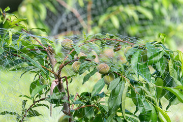 A semi dwarf variety of hardy peach tree is bearing a healthy bunch of summer stone fruit and itchy...