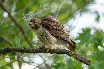 Red Tailed Hawk