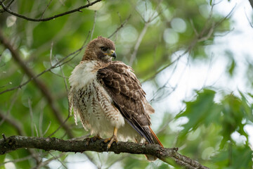 Red Tailed Hawk