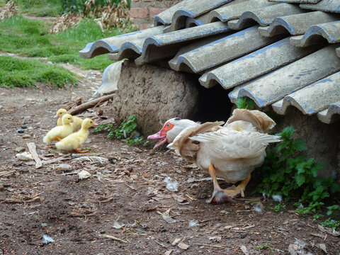 Mam&aacute; pata con sus patitos, cerca a su nido con techo de teja de ceramica