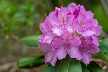 Rhododendron Starting to Bloom