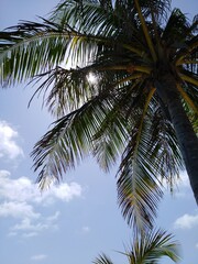 Fototapeta na wymiar Palm trees on the beach in a sunny day with blue sky