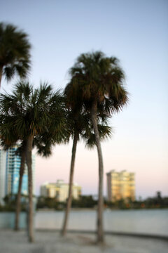 Palm Trees Over Sarasota Bay At Dusk