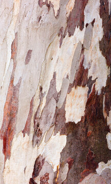 Tree bark