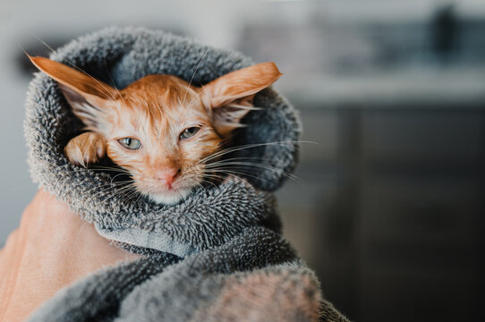 Kitten bath