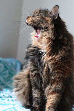 Fuzzy cat