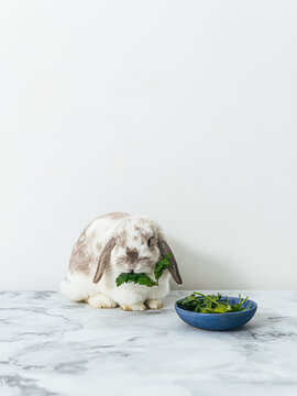 Bunny munching on a bowl of greens