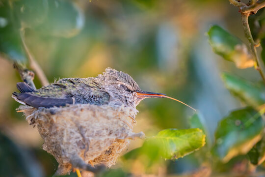 Baby Hummingbird in the Nest