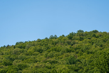 Obraz premium Tree Covered Hill and Blue Sky