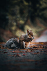 Cute eastern gray squirrel eating while sitting on the road near the fore