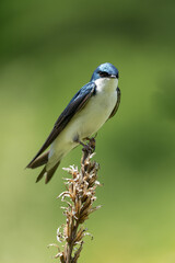 Tree Swallow Perched on Weed