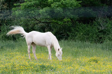 Naklejka na ściany i meble White Horse Grazing in Pasture