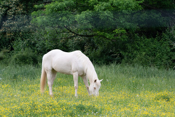 Fototapeta premium White Horse Grazing in Pasture