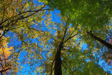Above the Woods