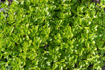 Fototapeta na wymiar Bright green Sedum leaves, background pattern.