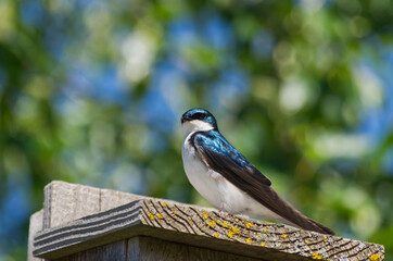 A Tree Swallow perched on a Birdhouse