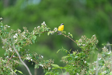 Yellow Breasted Chat