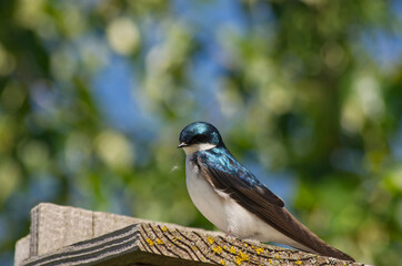 A Tree Swallow perched on a Birdhouse