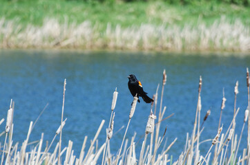 A Male Red Winged Blackbird in the Reeds