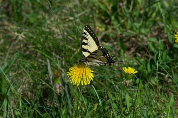 A Canadian Tiger Swallowtail Butterfly on a Dandelion