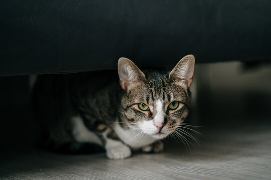 cUTE CAT HIDING UNDER COUCH looking at camera
