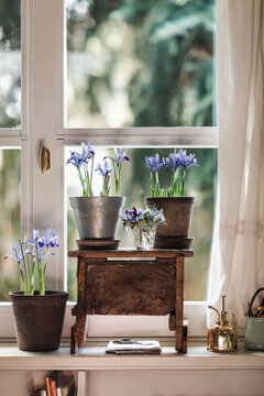 Flowers and nice object in front of window