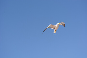Eine Möwe im strahlend blauen Himmel über der Nordsee