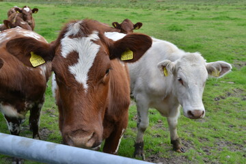 Cows in Field near Greenodd, Cumbria, South Lakes, Lake District, England, UK