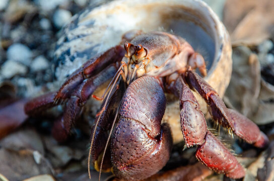 Hermit Crab
