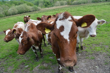 Cows in Field near Greenodd, Cumbria, South Lakes, Lake District, England, UK