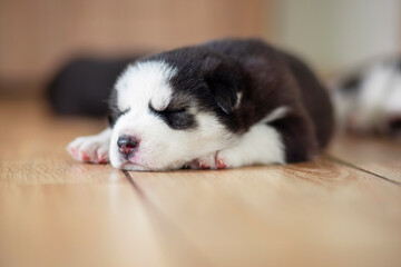 Black and white husky puppy resting on the floor in a house or apartment. Pets indoors