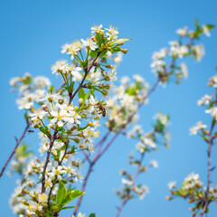 Cherry flowers and leaves in spring.