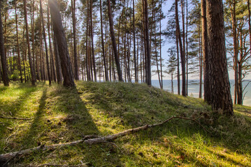 Obraz premium A forest on the coast of the Baltic Sea - Katy Rybackie city