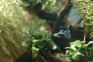 fish guppy pet isolated