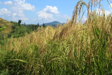 Upland rice is ripe and ready to be harvested.