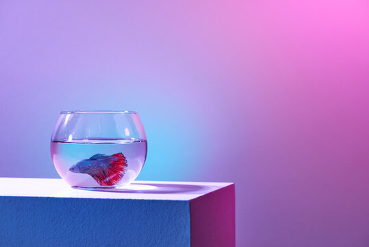 Blue fighter on a glass bowl