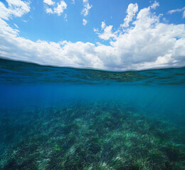 Seascape with sea grass underwater and blue sky with cloud, split view over and under water surface, Mediterranean sea