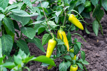 Ripe and unripe bell peppers growing on bushes in the garden. Bulgarian or sweet pepper plant. Concept of nature, organic food and gardening.