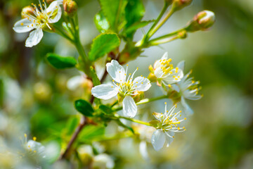 Blooming tree branches in spring.