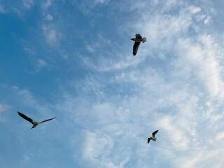 Beautiful Sky with flying birds