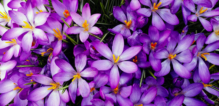 Spring background
