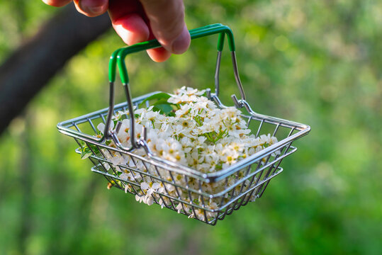 White flowers of bird cherry in a basket for groceries.